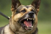 كلب ينهى حياة طالب بالإسكندرية