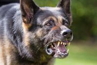 البحث عن كلب مسعور عقر 15 شخصًا بكفر الشيخ