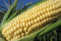 ضبط كمية من الذرة الصفراء مجهولة المصدر