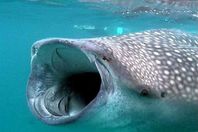 القرش الحوتي - أرشفية