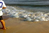 ظاهرة قناديل البحر