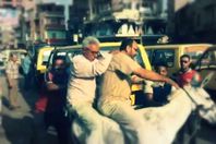 الحمار والحنطور