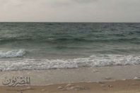 قناديل البحر