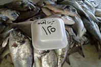 جانب من الأسماك