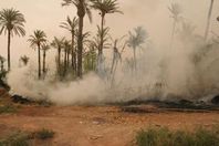 حرائق نخيل
