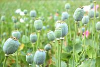 نبات الخشخاش