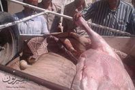 لحوم غير آدمية للاستهلاك باتلبحيرة