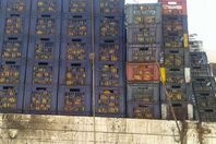 المانجو الغير صالحة