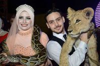 خطوبة ببور سعيد بين النمور والثعابين