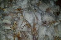 الفراخ النافقة