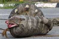 أفعى تثير ذعر المارة