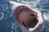 اسماك القرش