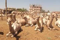 السماح لشحنة جمال سودانية