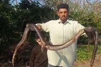 ثعابين تجتاح البحيرة