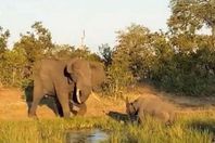 فيل يهاجم وحيد القرن