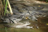 تماسيح في اندونسيا