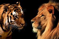 الأسد والنمر