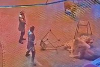 نمر يهاجم أسدا في سيرك