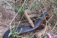 روايات مرعبة بسبب ظهور ثعابين ضخمة بالقليوبية