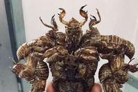 طالب ياباني يصنع تماثيل من الحشرات الحية!