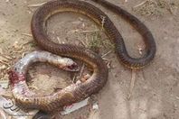 اصطياد افعي