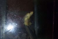 ثعبان كوبر بالغربية