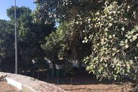 جماهير الإسماعيلية توقف قطع شجرة نادرة