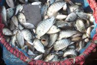 زريعة السمك