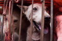 لحوم الكلاب