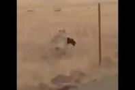 صورة من الفيديو