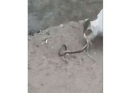 صورة من الفيديو