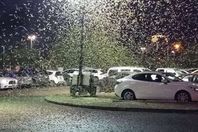 الجراد يغزو لاس فيجاس