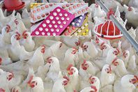 حبوب منع الحمل والدواجن