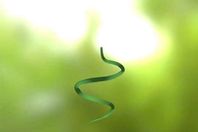 ثعابين الجنة