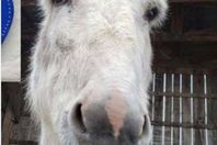 أنثى حمار تتحول إلى نجمة في كندا