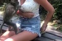 قرد يتحرش بفتاة ويمسكها من منطقة حساسة