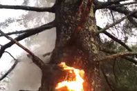 اشتعال النار في شجرة ضخمة بسبب البرق