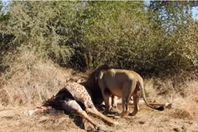 فيديو صادم.. أسد يخرج صغير زرافة من بطن أمه