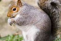 يشعل مواقع التواصل.. سنجاب يطلب الشرب من " قارورة"