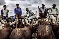 تعويض بقرتين لكل لص تائب في هذه الدولة