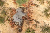 وفاة أكثر من 360 فيلًا في ظروف غامضة ببوتسوانا