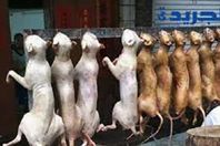 انطلاق مهرجان أكل لحوم الكلاب  في هذه الدولة