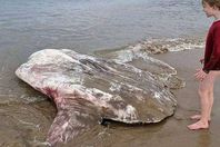 شاهد.. مخلوق بحري ضخم يصيب رواد الشاطئ بالصدمة