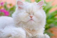 «قطة عمياء» تتحول إلى نجمة على وسائل التواصل الاجتماعي