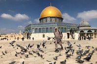 بالصور.. لقب بأبي هريرة "صديق للحمام والقطط" بالمسجد الأقصى