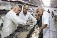 تعاون مصري ياباني لترميم مركب خوفو الثانية