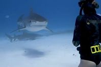 293461-مواجهة-سمكة-قرش-وغواص