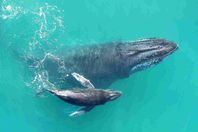 whispering-whales-1-737094c2b8f1aaac28bc47183219c85f80bea1a7-s1100-c15