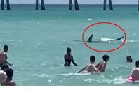 133-222536-shark-beach-florida-swimming_700x400