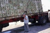 ضبط 20 طن طماطم فاسدة مهربة لطرحها بالأسواق ببنى سويف